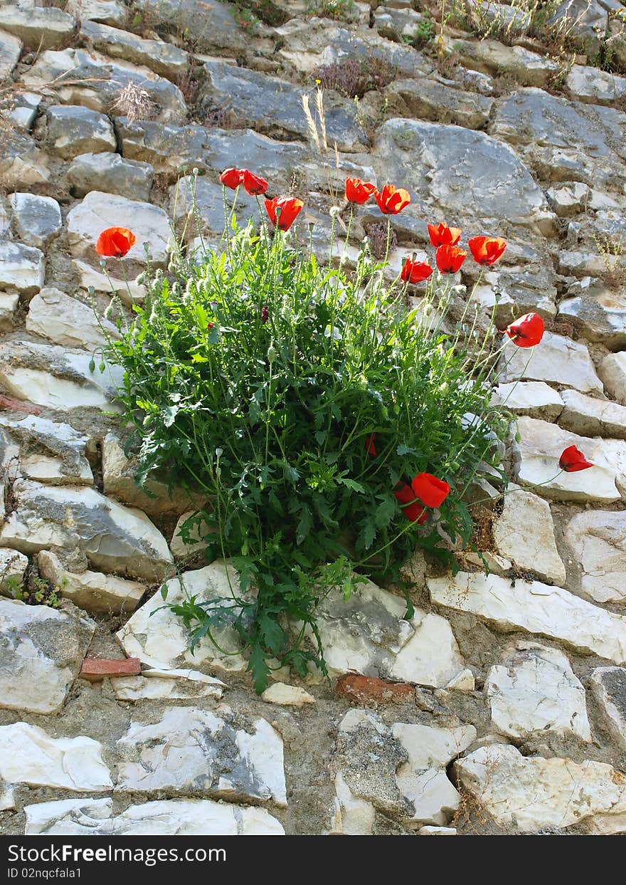 Poppies on walls of ancient Berat, Albania. Poppies on walls of ancient Berat, Albania