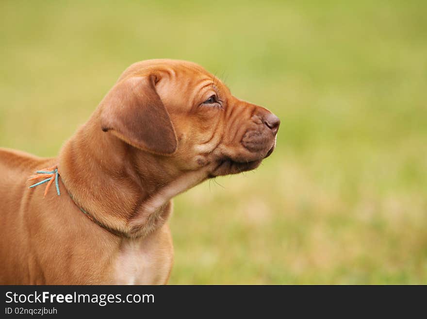 A cute little brown nosed ( Livernose ) Rhodesian Ridgeback puppy with nice expression in head is watching other puppies in garden. A cute little brown nosed ( Livernose ) Rhodesian Ridgeback puppy with nice expression in head is watching other puppies in garden.