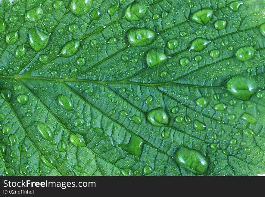 A leaf with water drops