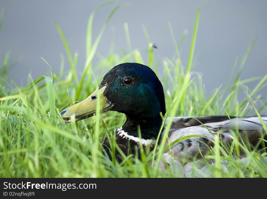 The duck sits in a green grass