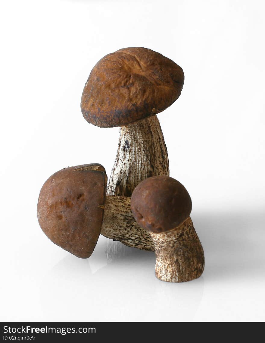 Birch Bolete (Leccinum Melaneum)