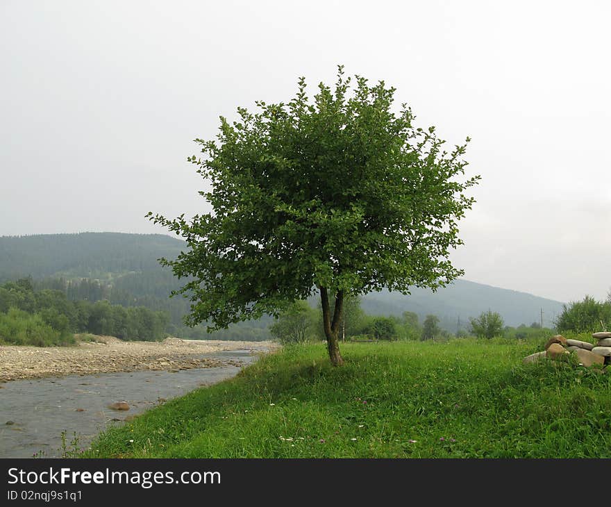 Green tree on a background of mountains