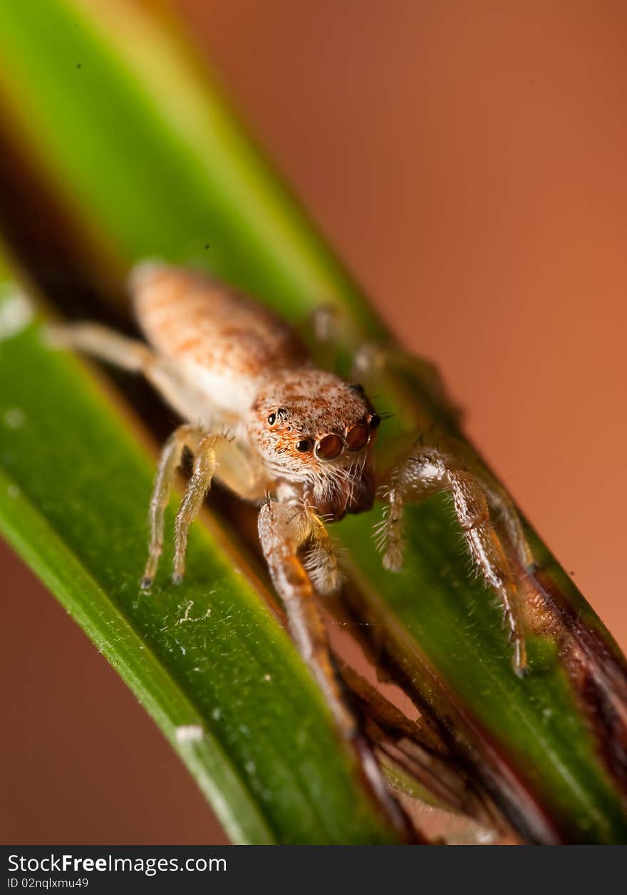 Jumping Spider on Leaf