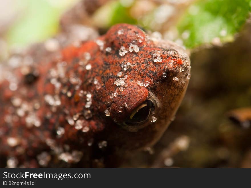 Sand Covered Toad