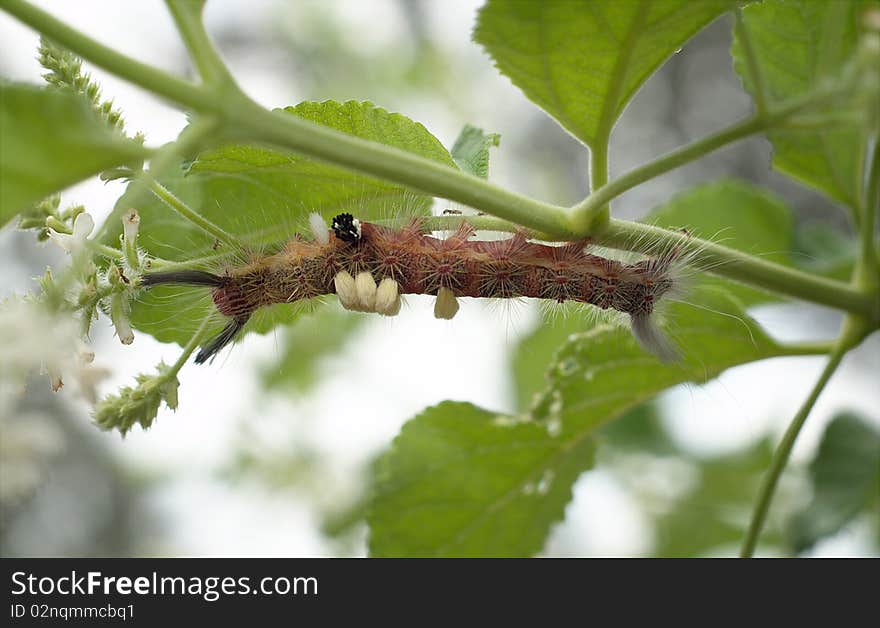 A hairy caterpillar nibbling on a leaf. A hairy caterpillar nibbling on a leaf.