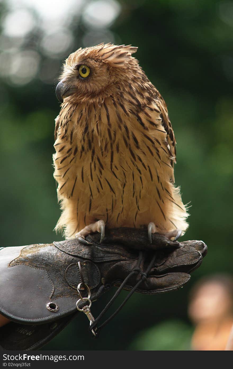 A shot of a Malay fish owl taken from the Jurong Bird Park in Singapore.