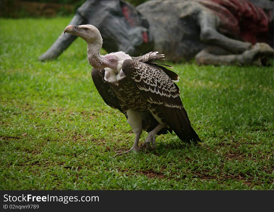 White-backed Vulture