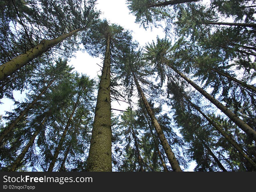 Tree Canopy and Blue Sky