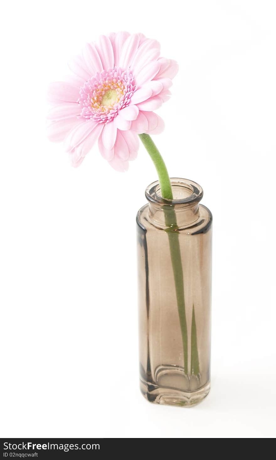 Flower in small bowl