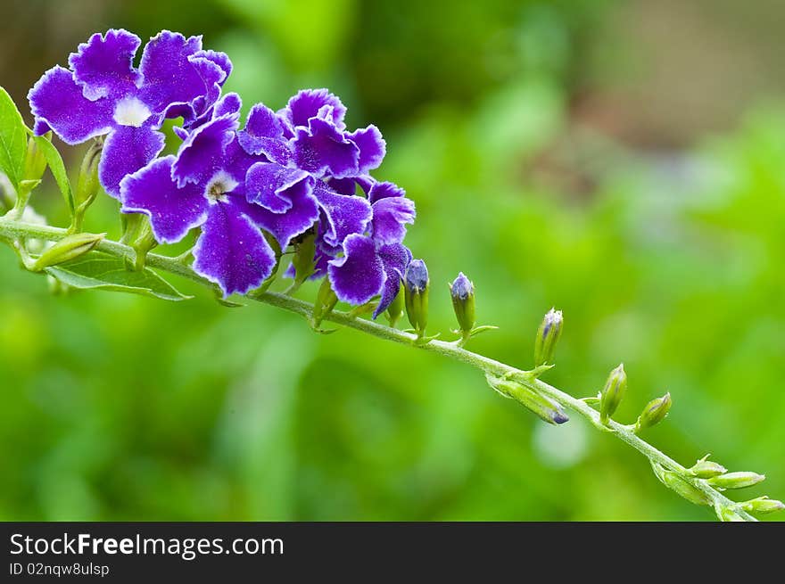 Thai purple flower