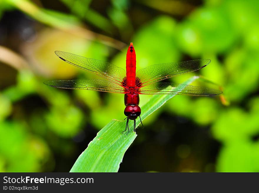 Red Dragonfly at a garden