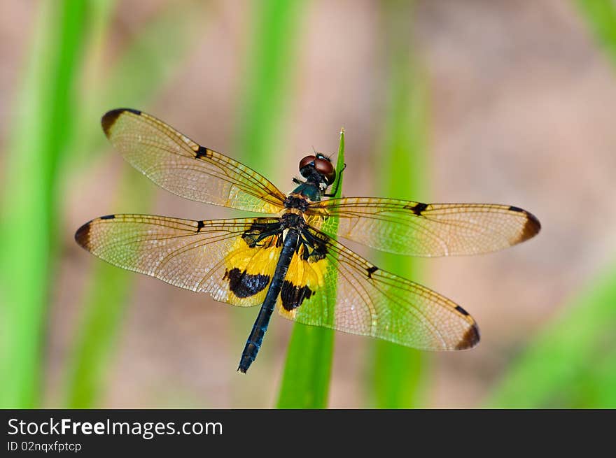 Beautiful Dragonfly at a garden