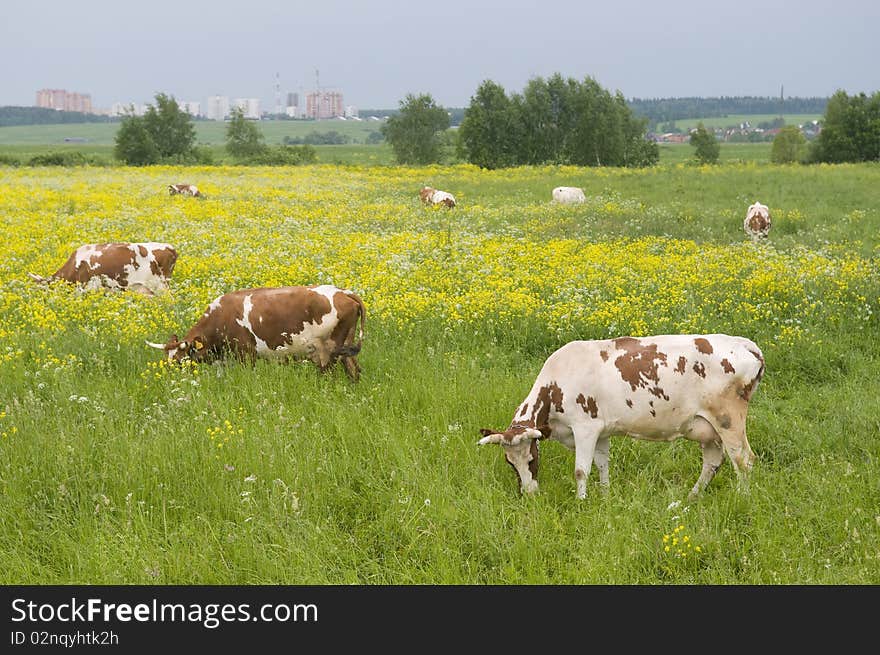 Cows