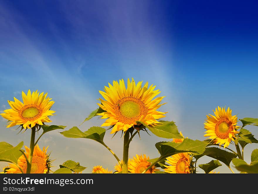 Sunflower Isolated