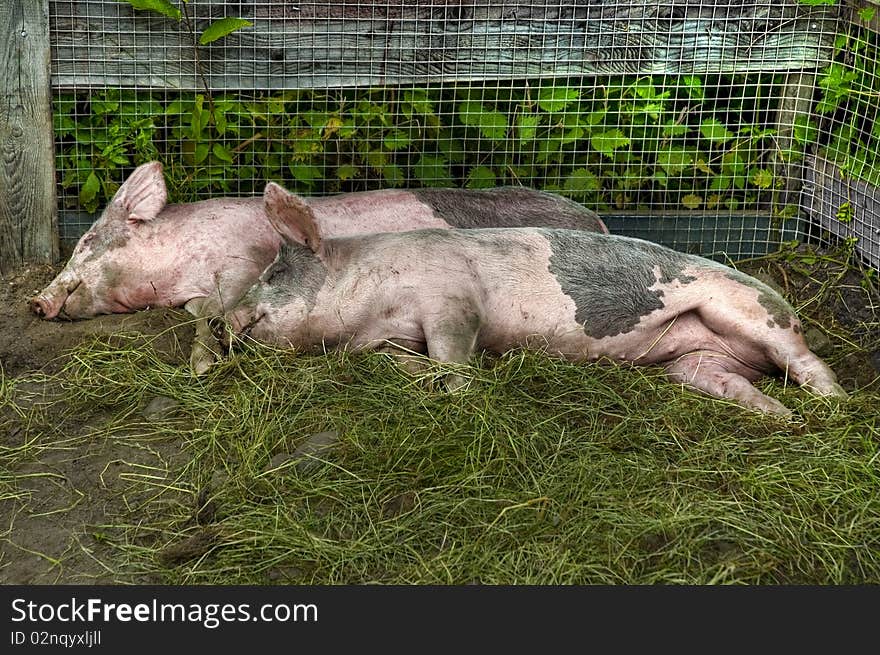 Two cute pigs resting in an open cage. Two cute pigs resting in an open cage.