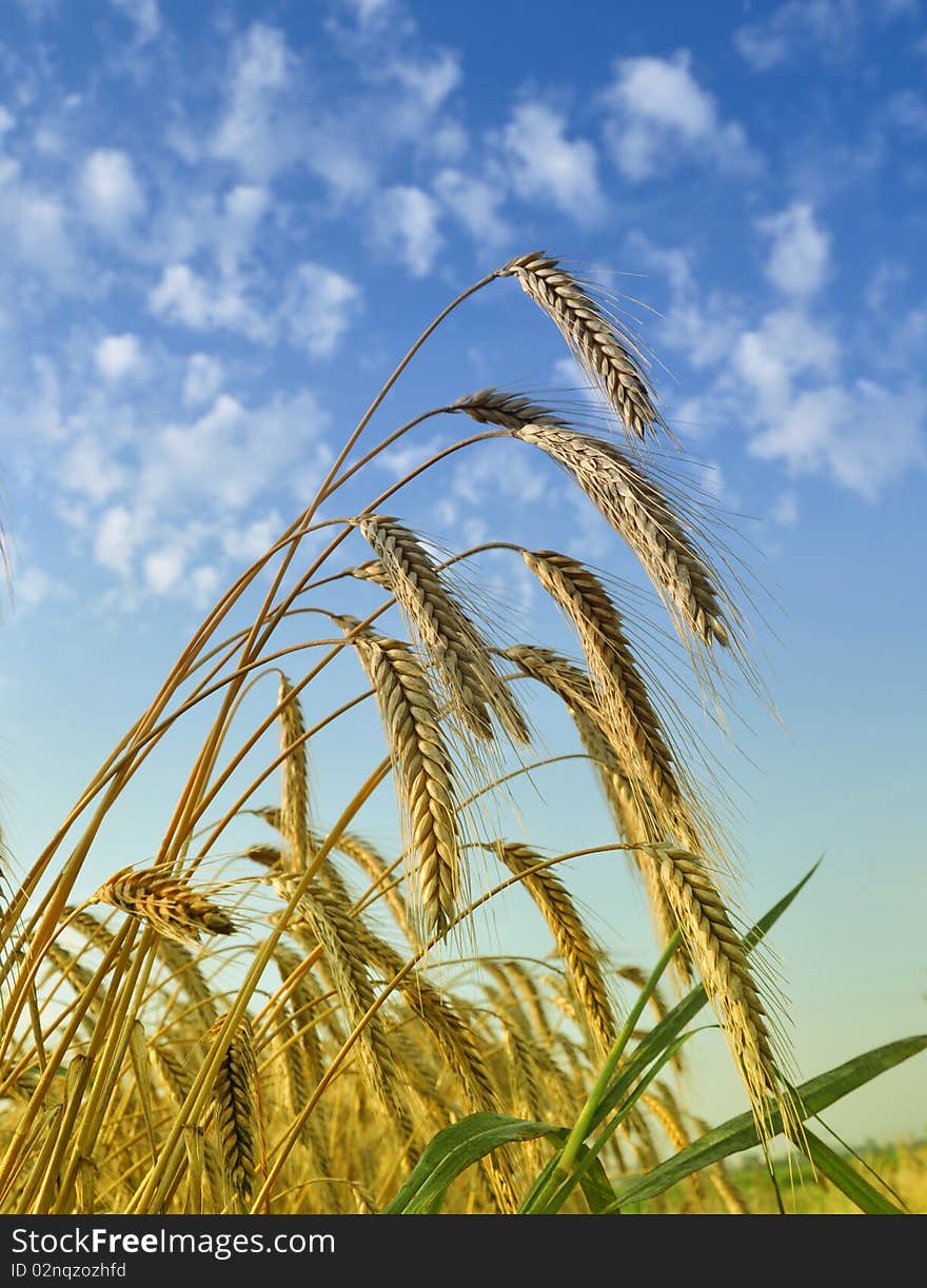 Gold wheat under the blue summer sky