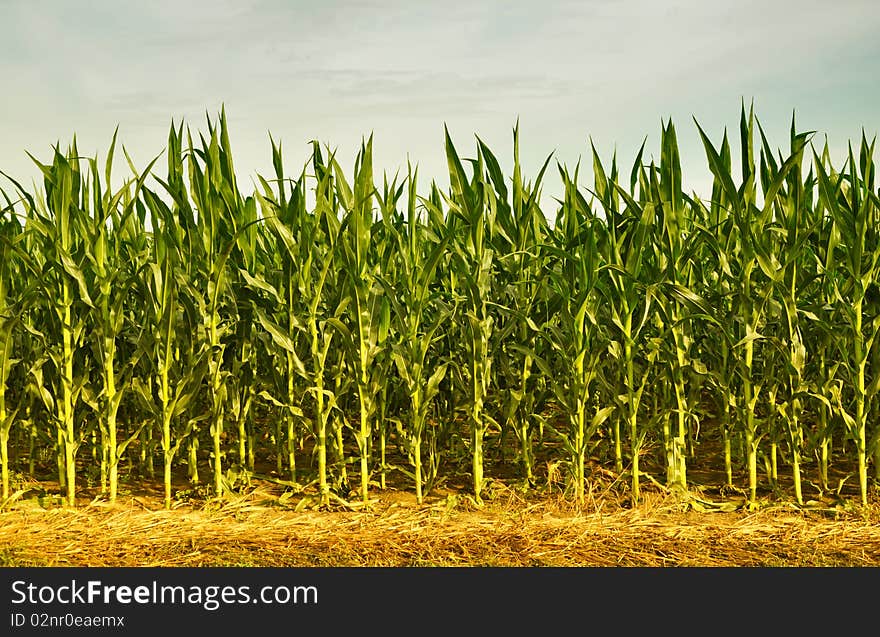 Cornfield