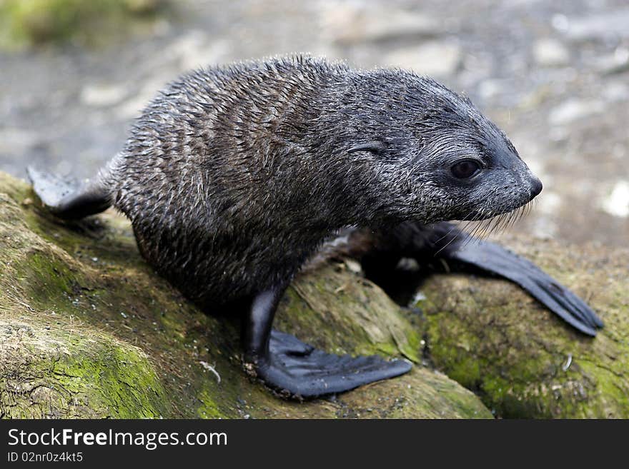 Young sea lion wet from the sea sitting on the rock. Young sea lion wet from the sea sitting on the rock