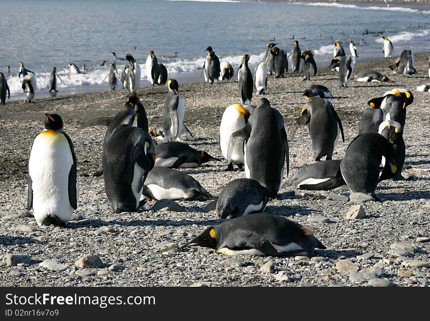 Big colony of king penguins in beach in South Georgia. Big colony of king penguins in beach in South Georgia