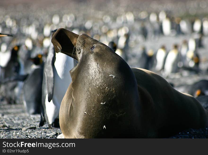 Seal yawning on the beach full of penguins