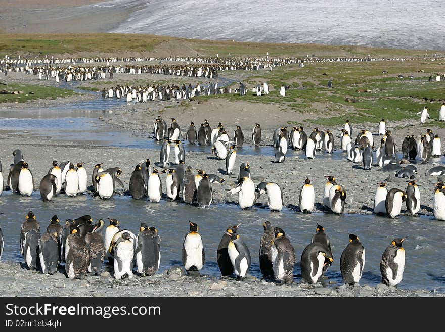 Colony Of King Penguin In South Georgia