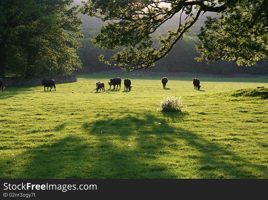 A field of cows in the lakes