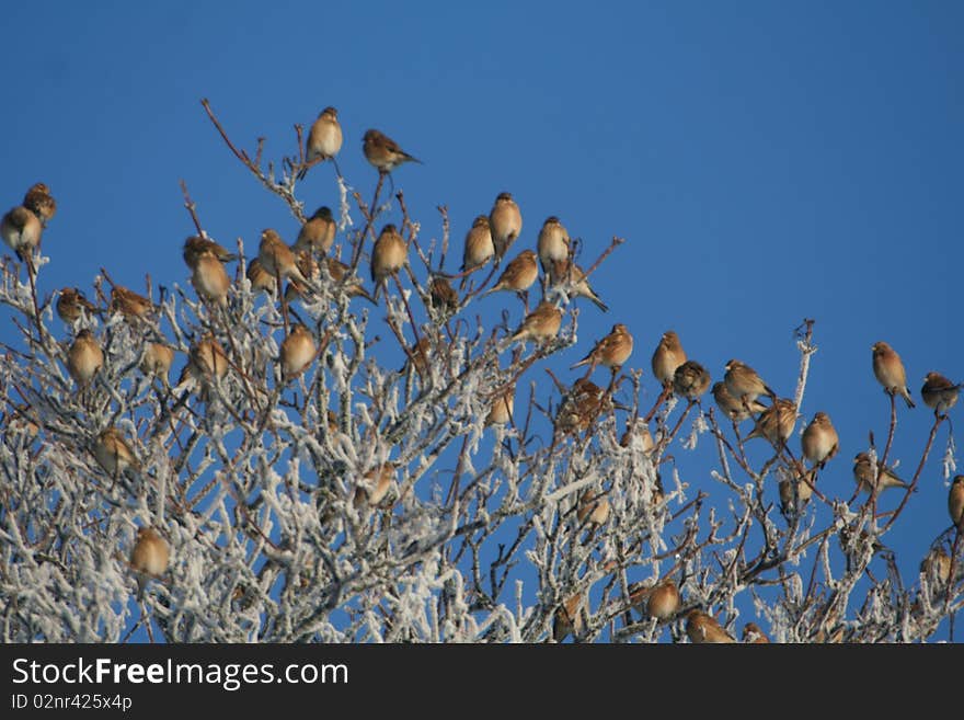 Reed Bunting