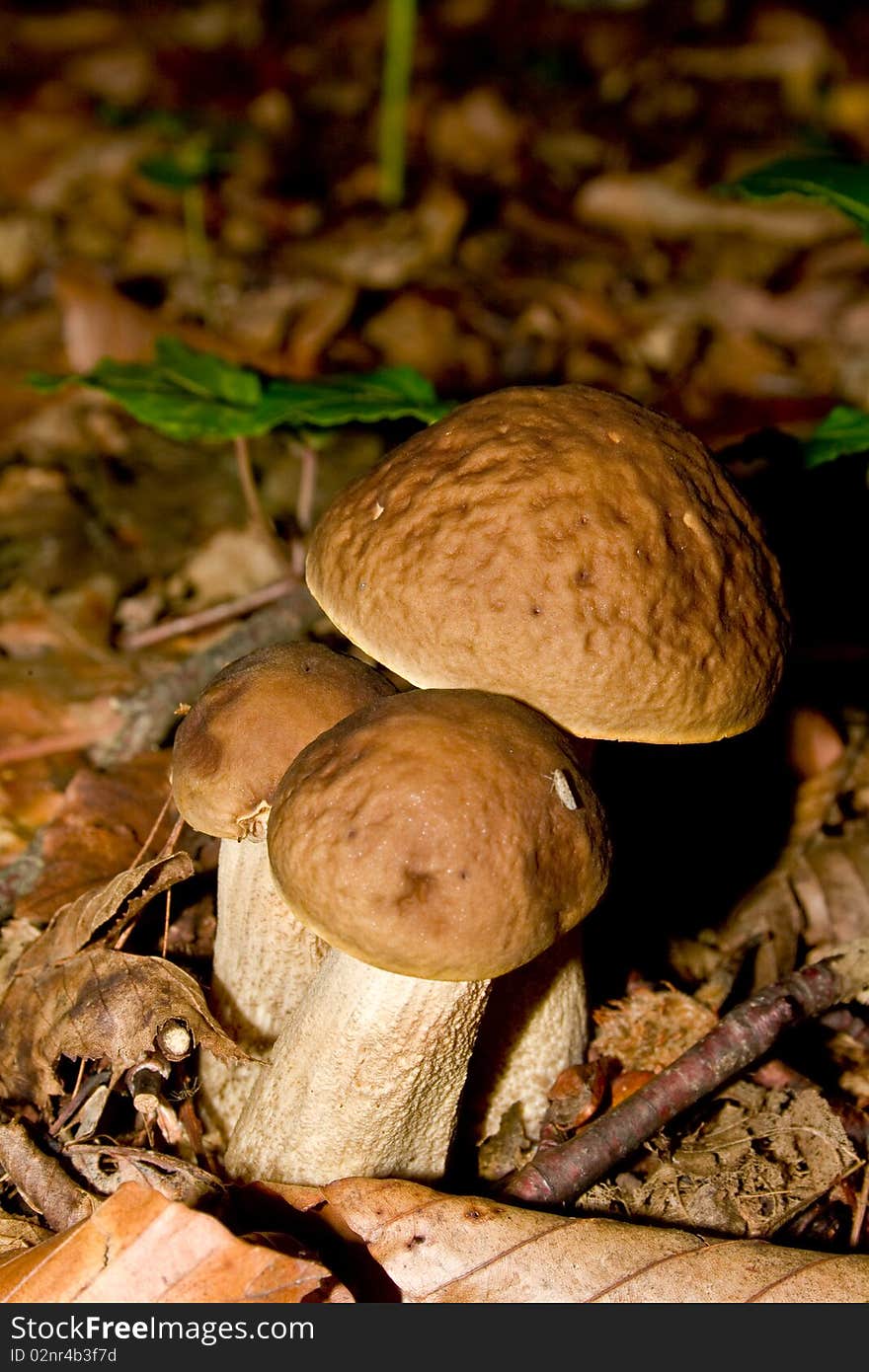 White mushrooms