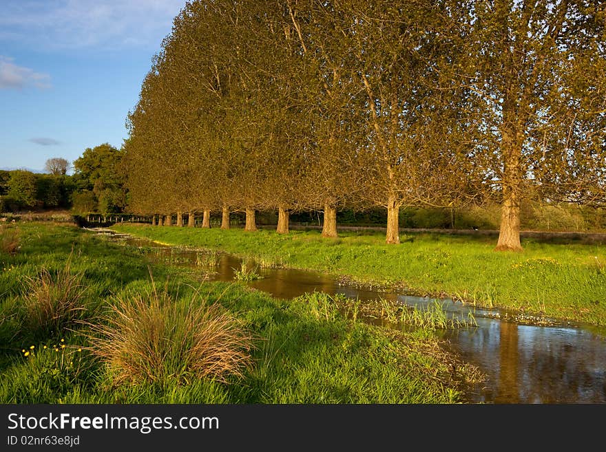 River Allen, Wimborne St Giles, Dorset, UK