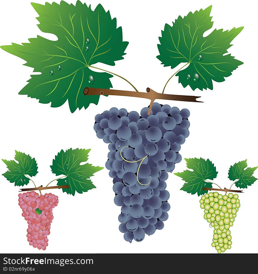 Three Cluster Of Grapes