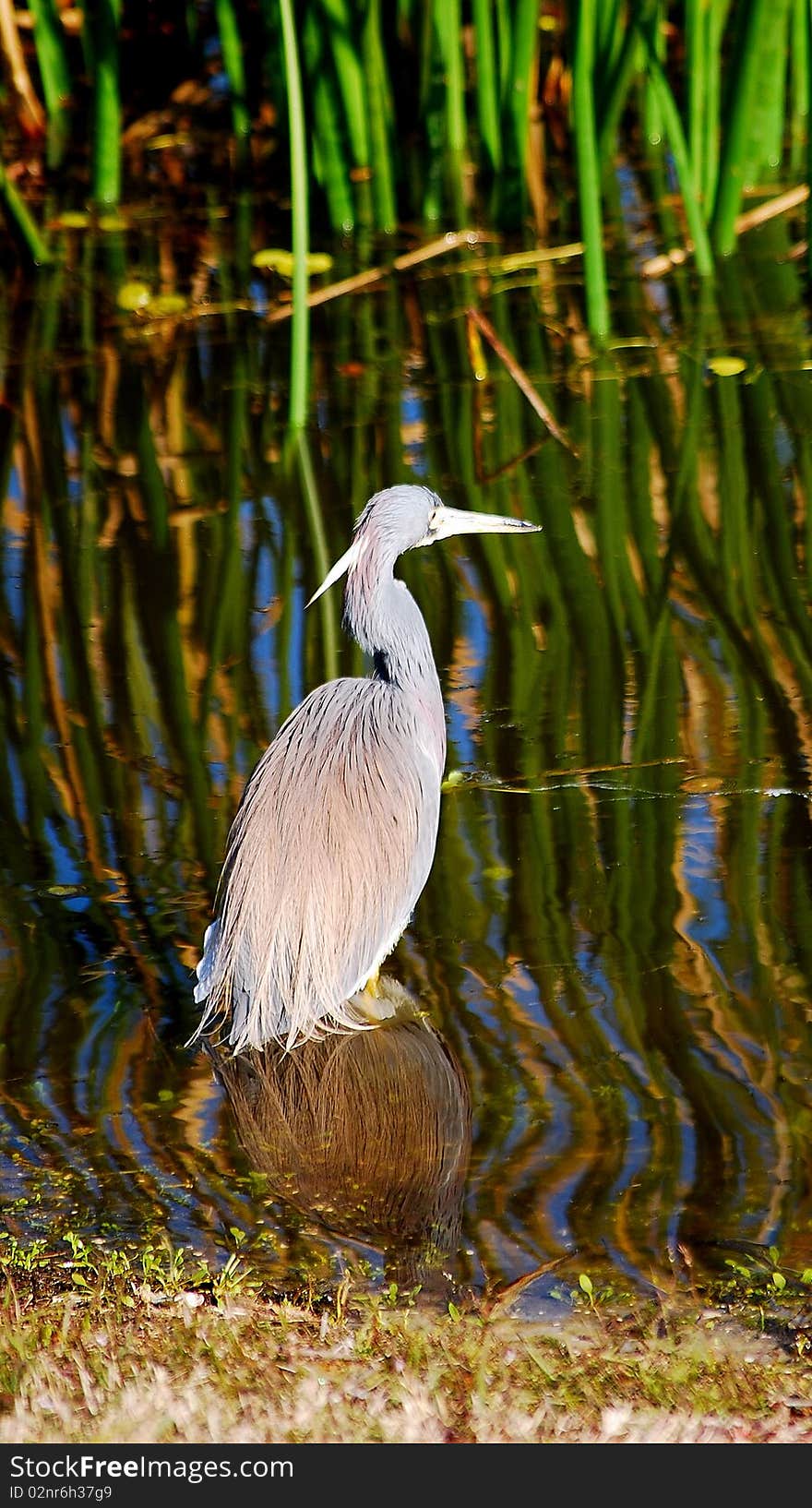 Little blue heron wading in a lake