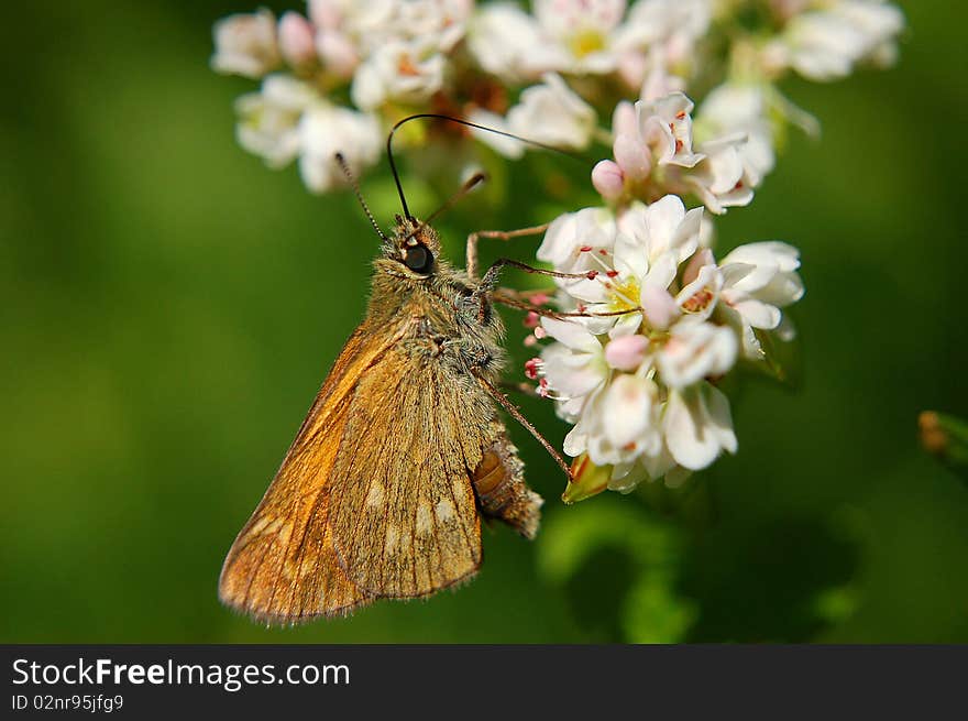 A butterfly on flowers of buckwhest