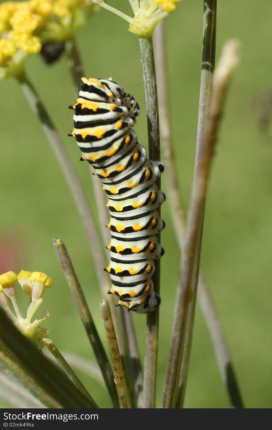 Swallowtail Caterpillar