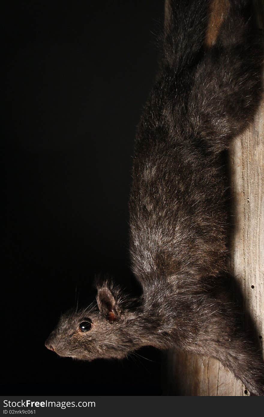 Black squirrel mounted on a log against a black background. Black squirrel mounted on a log against a black background.