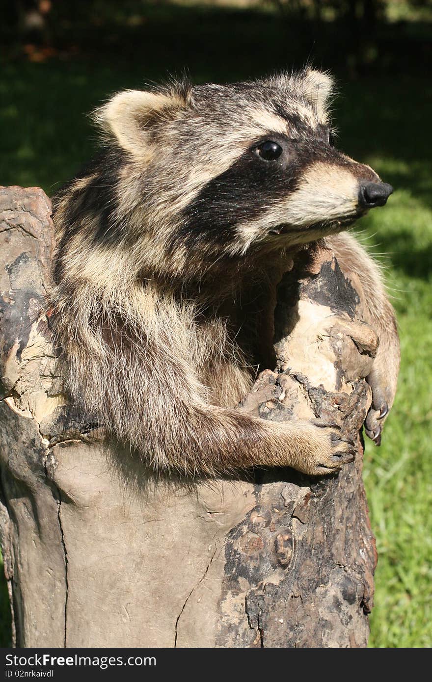 Stuffed raccoon coming out of a log by the art of taxidermy. Stuffed raccoon coming out of a log by the art of taxidermy.