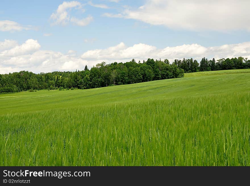 Barley field