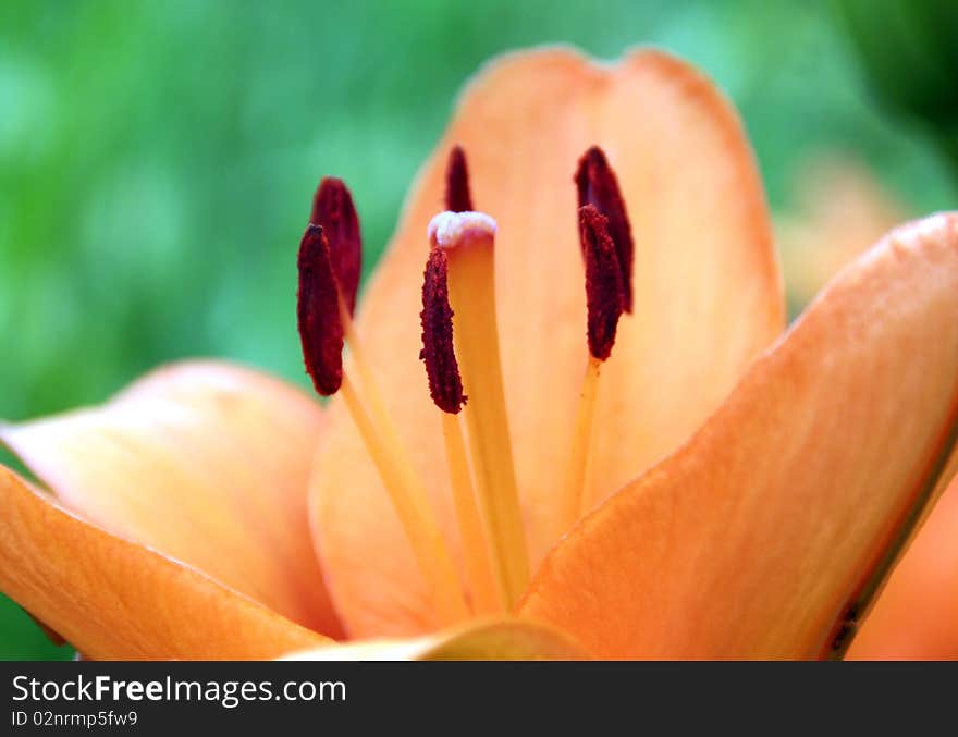 Lilium bulbswhite in the orange colours and macro details of stamen. Lilium bulbswhite in the orange colours and macro details of stamen