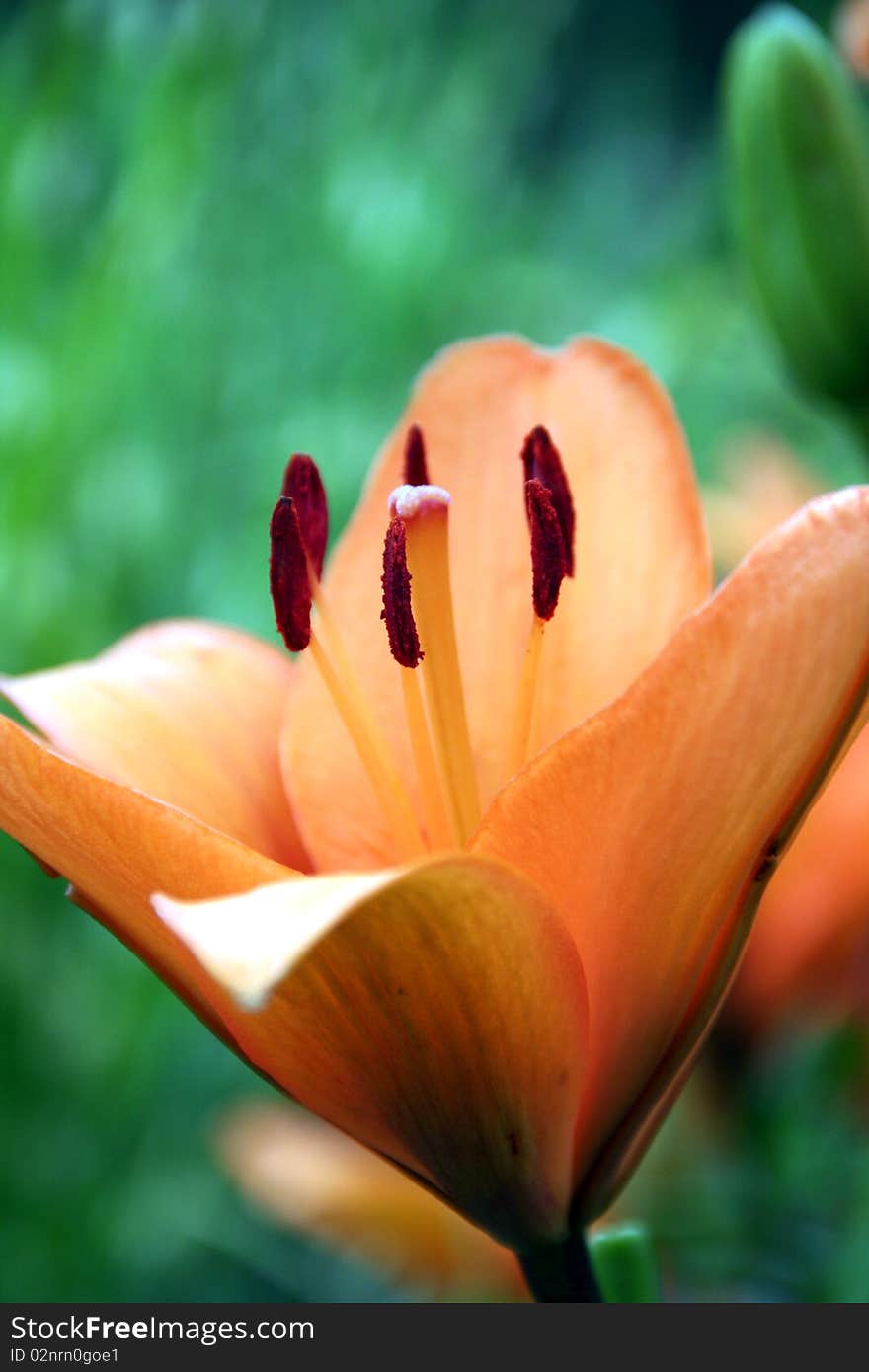 Lilium  bulbswhite in the orange colours and macro details of stamen. Lilium  bulbswhite in the orange colours and macro details of stamen