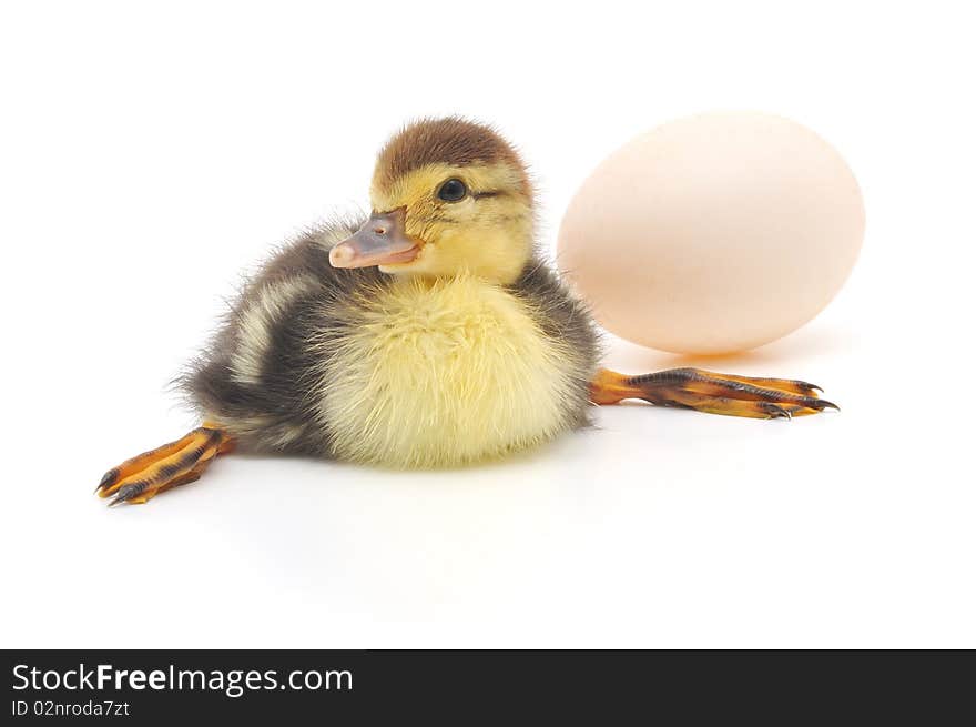 Cute Duckling