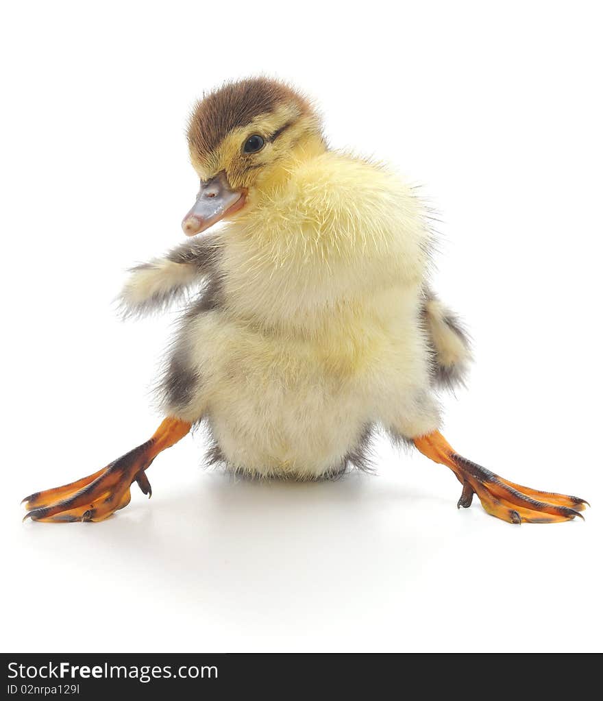 Cute Duckling