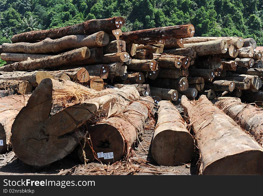 A pile of trunk wood with tag,ready to process. A pile of trunk wood with tag,ready to process