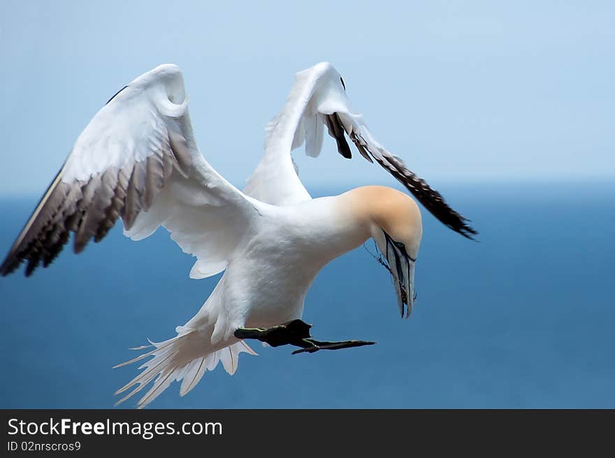 Northern gannet landing