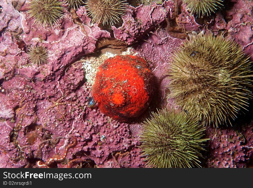 A sea tomato catch in the cold water of the st-lawrence gulf