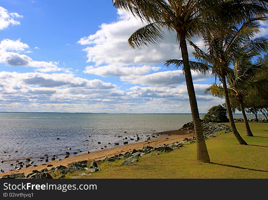 Palm trees Line The Beach