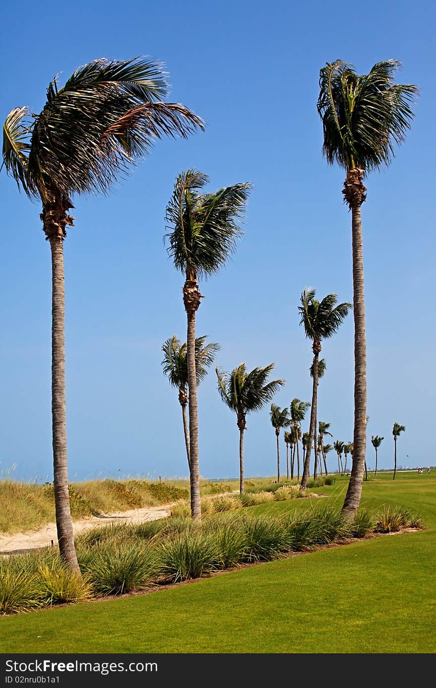 Florida Golf Course with Palm Trees