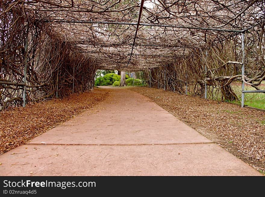 A vine covered tunnel winds along a walkway in winter. There is life at the end of the tunnel!. A vine covered tunnel winds along a walkway in winter. There is life at the end of the tunnel!