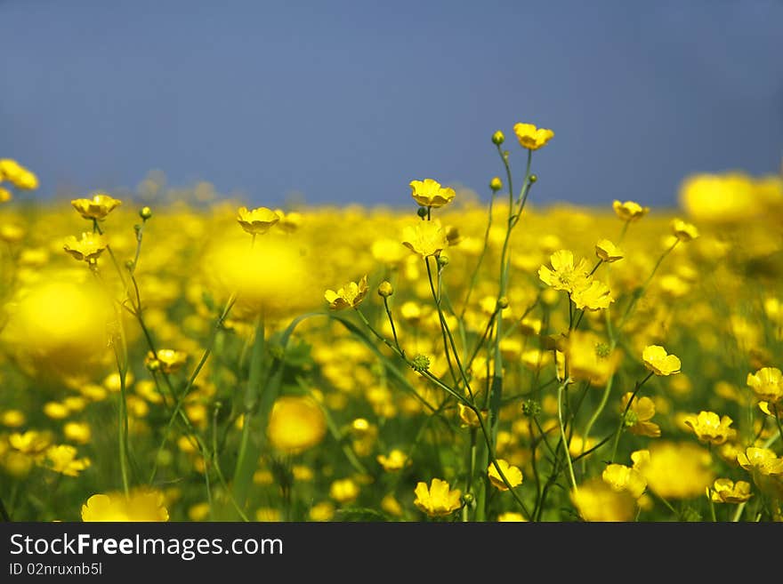 Yellow field flowers waving in the wind