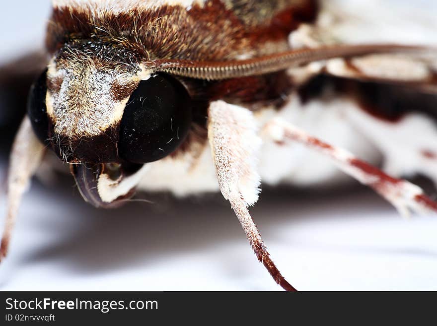 Portrait of Moth (order: Lepidoptera). Portrait of Moth (order: Lepidoptera)