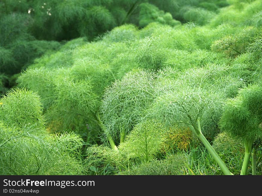 Mountain plant