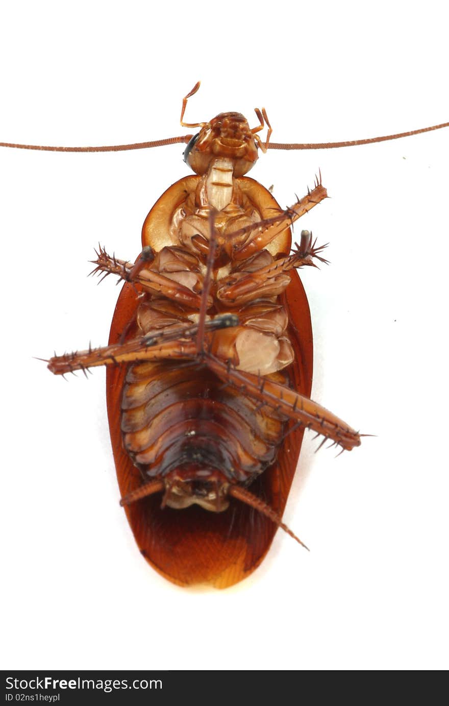 Cockroach